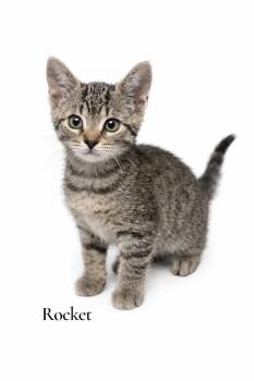 Domestic Short Hair Cats Available for Adoption in Stevensville, Michigan - Rocket | PetCurious