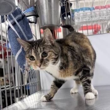 Domestic Short Hair Cats Available for Adoption in New York, New York - Polly | PetCurious