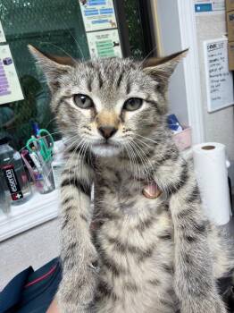 Clint Eastwood -  Domestic Short Hair Cat for Adoption in Pomona, New York - Clint Eastwood | PetCurious