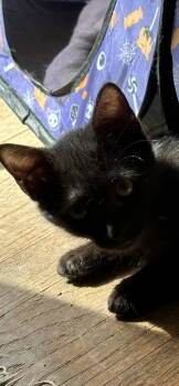 Rescue Domestic Short Hair Cats for Adoption in Frisco, Texas - Mocha | PetCurious