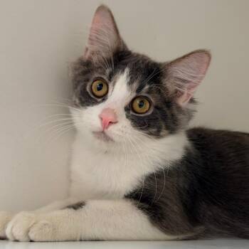 Red Bull -  Domestic Short Hair Cat for Adoption in Champaign, Illinois - Red Bull | PetCurious