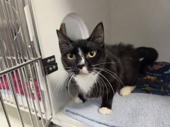 NOR -  Domestic Short Hair Cat for Adoption in Kent, Washington - NOR | PetCurious