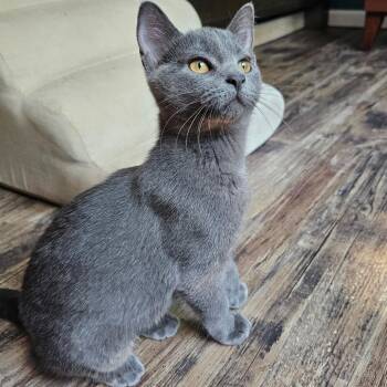 Sophia -  Domestic Short Hair Cat for Adoption in Middleton, Wisconsin - Sophia | PetCurious