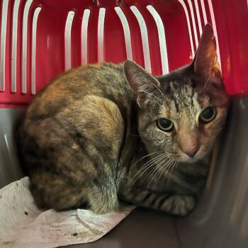 Rescue Domestic Short Hair Cats for Adoption in Hampton Bays, New York - Fifi | PetCurious