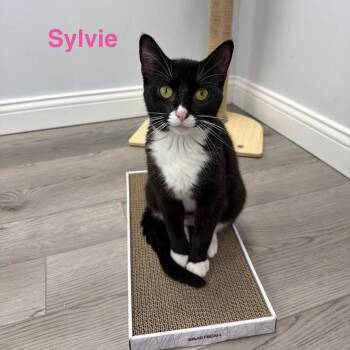 Domestic Short Hair Cats Available for Adoption in Carmel, Indiana - Sylvie | PetCurious