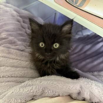 Toothless -  Domestic Long Hair Cat for Adoption in Springfield, Missouri - Toothless | PetCurious