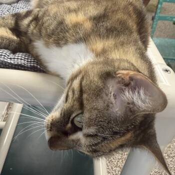Honey -  Domestic Short Hair Cat for Adoption in Fernandina Beach, Florida - Honey | PetCurious