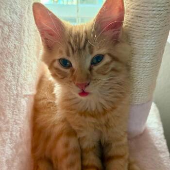 Nick Carter -  Domestic Medium Hair Cat for Adoption in Las Vegas, Nevada - Nick Carter | PetCurious