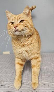 Tabby Cats Available for Adoption in Lovingston, Virginia - Nacho | PetCurious