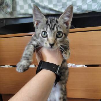*Courtesy Listing - Hazel -  American Shorthair Cat for Adoption in Tuscaloosa, Alabama - *Courtesy Listing - Hazel | PetCurious