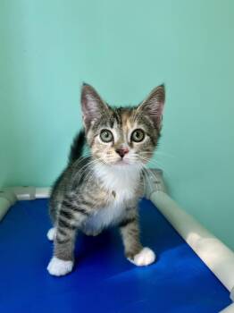 Alakazam -  Domestic Short Hair Cat for Adoption in Emerald Isle, North Carolina - Alakazam | PetCurious