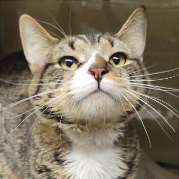 Domestic Short Hair Cats Available for Adoption in Concord, North Carolina - Aries | PetCurious