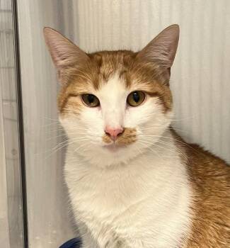 Mouser -  Domestic Short Hair Cat for Adoption in Golden, Colorado - Mouser | PetCurious