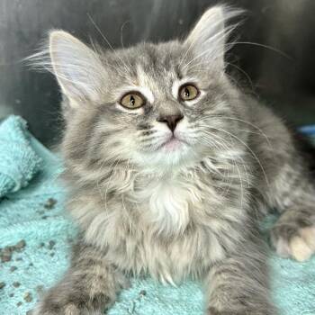 Shower Shoes -  Domestic Short Hair Cat for Adoption in Matteson, Illinois - Shower Shoes | PetCurious