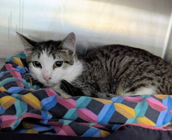 Domestic Short Hair Cats Available for Adoption in Trenton, New Jersey - Train | PetCurious