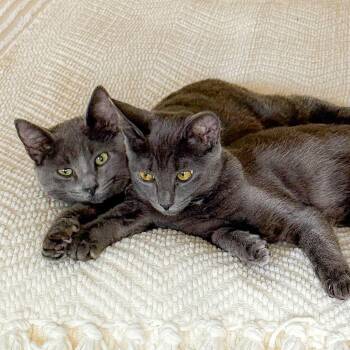 Domestic Short Hair Cats Available for Adoption - Curry And Coriander | PetCurious
