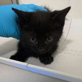 Saturn -  Domestic Medium Hair Cat for Adoption in Tulsa, Oklahoma - Saturn | PetCurious