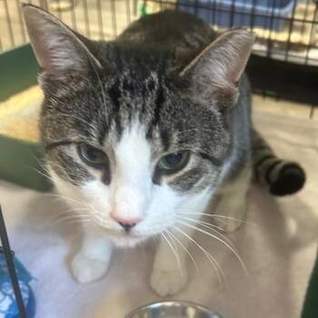 Rescue Domestic Short Hair Cats for Adoption in Stanhope, New Jersey - Tripper | PetCurious