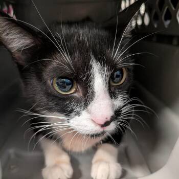 Cecilia -  Domestic Short Hair Cat for Adoption in Dearborn, Michigan - Cecilia | PetCurious