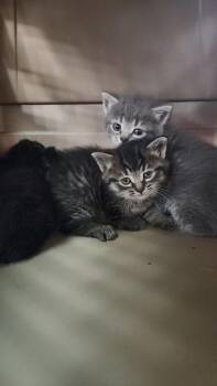 Domestic Medium Hair and Domestic Short Hair Cats Available for Adoption in Hobart, Indiana - Sam | PetCurious