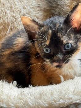 Turtle Sundae -  Domestic Short Hair Cat for Adoption in Bloomington, Indiana - Turtle Sundae | PetCurious