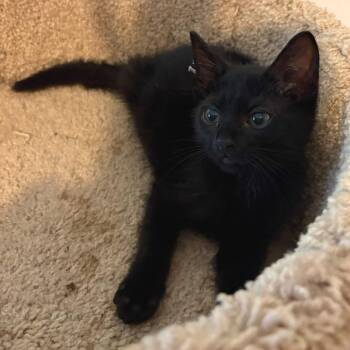 Uva -  Domestic Short Hair Cat for Adoption in Randolph, Massachusetts - Uva | PetCurious