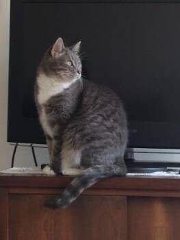 Rescue Tabby Cats for Adoption in Kirkwood, Delaware - Sara | PetCurious