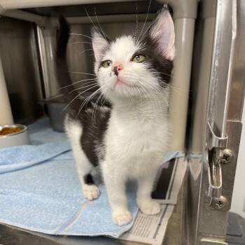T-Rex -  Domestic Short Hair Cat for Adoption in Roanoke, Virginia - T-Rex | PetCurious