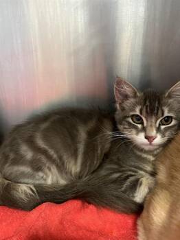 SILVER* -  Domestic Medium Hair Cat for Adoption in Santa Cruz, California - SILVER* | PetCurious