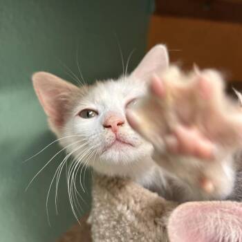 Mickey -  Domestic Short Hair Cat for Adoption in Fresno, California - Mickey | PetCurious