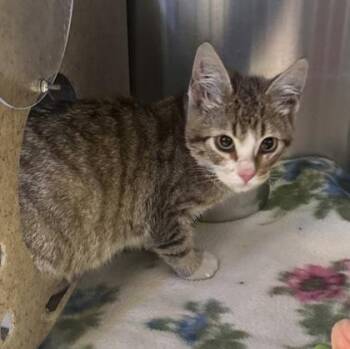 Sally -  Domestic Short Hair Cat for Adoption in Missoula, Montana - Sally | PetCurious