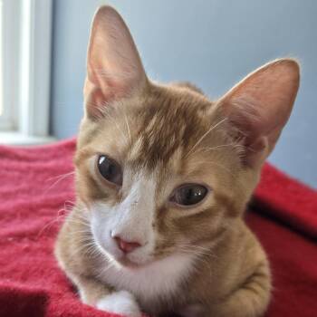 Lucas -  Domestic Short Hair Cat for Adoption in Cumming, Georgia - Lucas | PetCurious