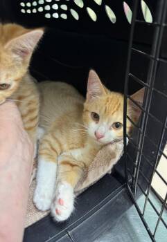 Chow Mein 2 -  Domestic Short Hair Cat for Adoption in Fort Lupton, Colorado - Chow Mein 2 | PetCurious