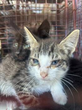 A924998 -  Domestic Short Hair Cat for Adoption in Sacramento, California - A924998 | PetCurious