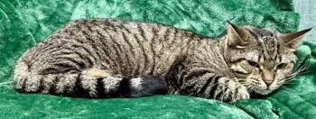 ReRe -  Domestic Short Hair Cat for Adoption in Gary, Indiana - ReRe | PetCurious