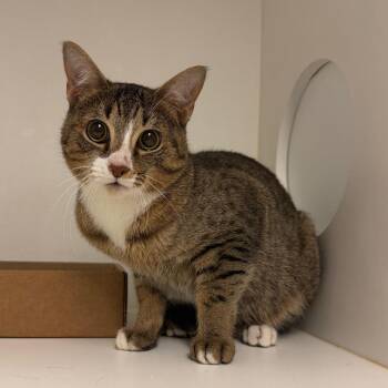 Deborah -  Domestic Short Hair Cat for Adoption in Philadelphia, Pennsylvania - Deborah | PetCurious