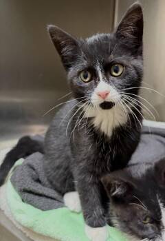Cookie -  Domestic Short Hair Cat for Adoption in Challis, Idaho - Cookie | PetCurious