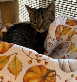 Harry -  Domestic Short Hair Cat for Adoption in Bethel, Ohio - Harry | PetCurious