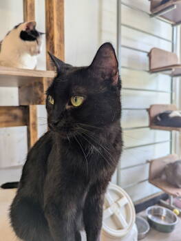 Rescue Domestic Short Hair Cats for Adoption in Margate, Florida - ZIP | PetCurious