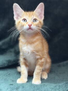 Goodman -  Domestic Short Hair and Tabby Cat for Adoption in Murfreesboro, Tennessee - Goodman | PetCurious
