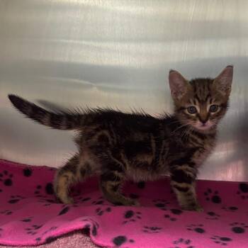 Cove -  Domestic Short Hair Cat for Adoption in Long Beach, California - Cove | PetCurious
