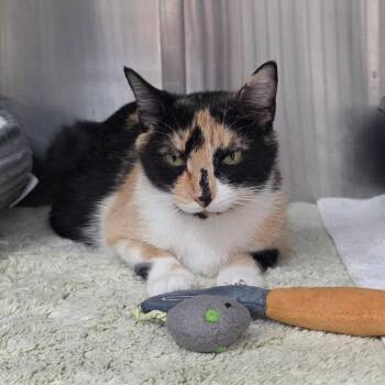 Domestic Short Hair Cats Available for Adoption in Port Charlotte, Florida - 0148-C26 | PetCurious