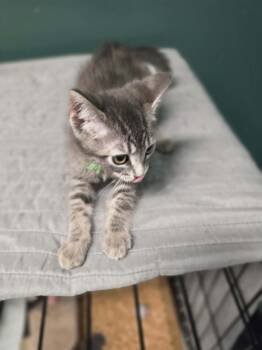 Hey You -  Domestic Short Hair Cat for Adoption in Virginia Beach, Virginia - Hey You | PetCurious