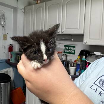 Rescue Domestic Short Hair Cats for Adoption in Pawling, New York - Willow | PetCurious