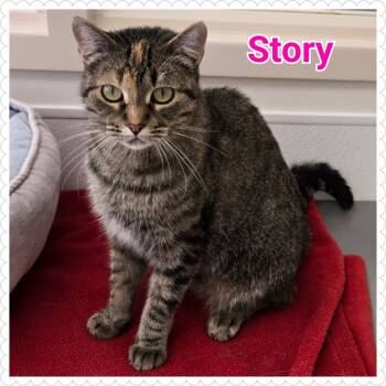 Rescue Domestic Short Hair Cats for Adoption in North Saint Paul, Minnesota - Story | PetCurious