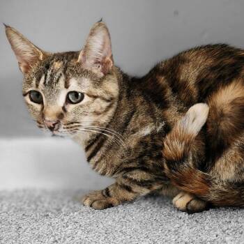 Domestic Short Hair Cats Available for Adoption - Tippy | PetCurious