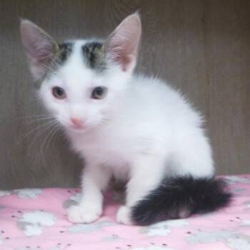Clark -  Domestic Short Hair Cat for Adoption in Lafayette, Louisiana - Clark | PetCurious