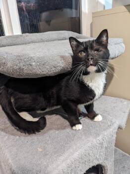 Fozzy -  Domestic Short Hair Cat Available for Adoption in Lewisburg, Tennessee - Fozzy | PetCurious