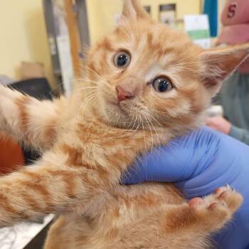Domestic Short Hair Cats Available for Adoption in Lynchburg, Virginia - Hunter | PetCurious