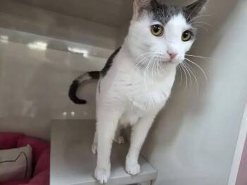 Domestic Short Hair Cats Available for Adoption in Wyoming, Michigan - Cottontail | PetCurious